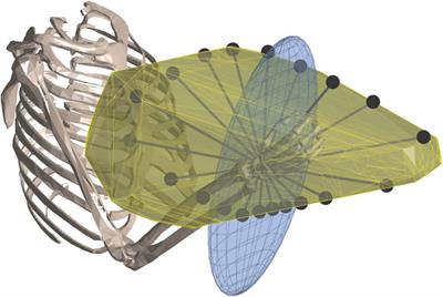 Comparison of strength profile representations using musculoskeletal models and their applications in robotics